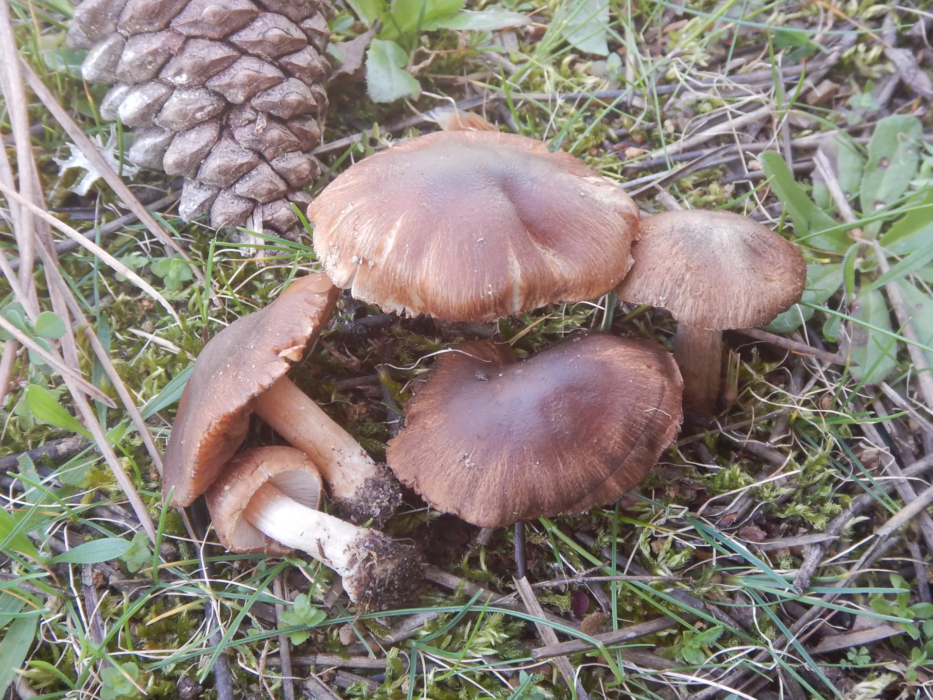Inocybe pseudodestricta, 25-03-29
